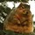 Chubb squirrel.thumb